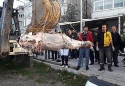 Yalova'da kıyıya vurdu! Değeri yaklaşık 12 bin lira