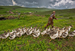 Yılbaşında Kars’ta kaz ziyafeti