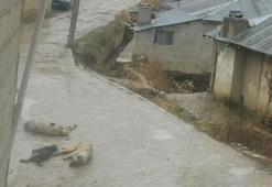 Kopan elektrik telleri köpekleri telef etti