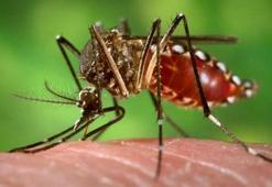 Zika virüsü nedir? Zika virüsü belirtileri...