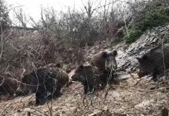 İstanbulda domuz sürüsü korkuttu