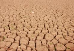 Şaşırtan manzara! Mevsimler karıştı...