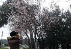 Bandırma'da badem ağacı çiçek açtı