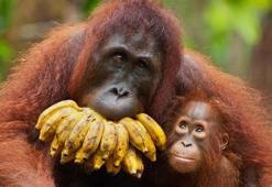 Orangutan 130 kez vurularak öldürüldü