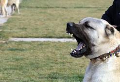 Kangallar Afrin için hazırlanıyor