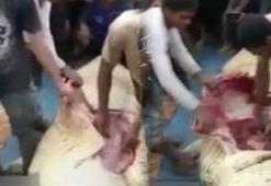 Timsahın midesinden çıkardılar!