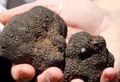 Trüf mantarı kaçakçılığına rekor ceza