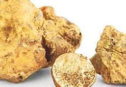 Trüf mantarı  kaçakçılığına rekor ceza