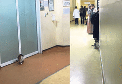 ‘Çapa Tıp’ta doktorlar kedi kovalıyor’