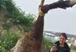 Barınakta boğazı kesilerek öldürüldü