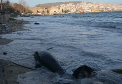 Sinop'ta esrarengiz olay! Ölü sayısı artıyor