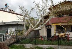 100 yıllık çınar ağacı devrildi