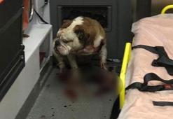 İzmir'deki saldırgan köpeği polisin kurşunu bile durduramadı