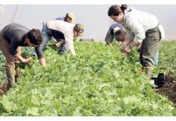 Dünya’nın ilk  topraksız sebzeleri