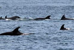 İstanbul Boğazı’nda yunuslardan görsel şölen