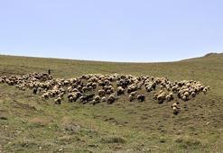 Müjdeyi Erdoğan vermişti! Ve başladı