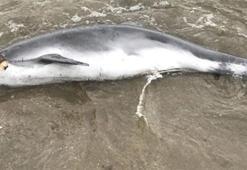 Karadeniz’de yunus ölümleri sürüyor