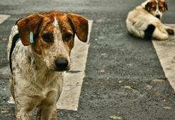Köpek faciası: 6 çocuk can verdi!