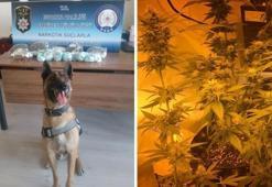 Bonzaiden daha tehlikeli! Bavulundan tam 1 kilo 236 gram çıktı