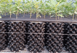 Trüf mantarı Giresun'da da yetiştirilecek