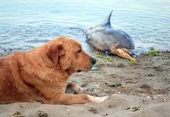Ölü yunus sahile vurdu!