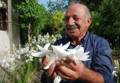 Hobi olarak yetiştirmeye başladı! Şimdi paraya para demiyor