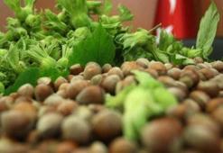 Fındık rekor ihracata hazırlanıyor