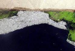 Binlerce ölü balık havadan ilk kez görüntülendi