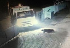 Köpeği ezen şoförün işine son verildi