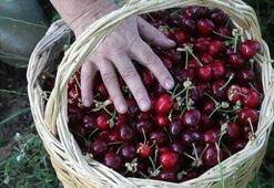 Kiraz fiyatlarında düşüş vatandaşa yaradı