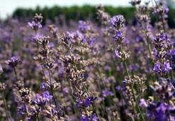 Litresi 100 eurodan satılıyor