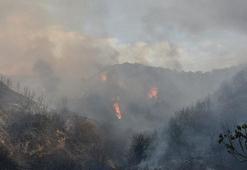 Manisa'da orman yangını!