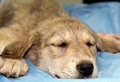 Sürücünün çarpıp, yaraladığı köpek barınakta tedaviye alındı