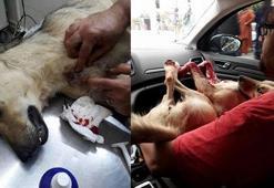 Kocaeli'de köpeğe şiddet! Göğsüne demir sapladı...