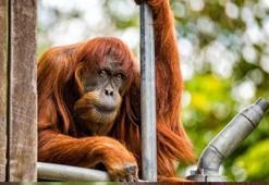 Dünyanın en yaşlı orangutanı öldü
