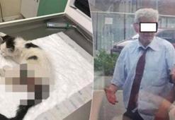 Yavru kediye tecavüz iddiası
