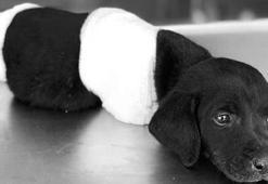 ‘O köpeğe ben zarar vermedim’
