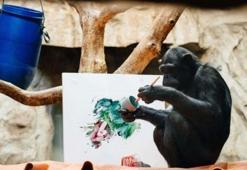 Şempanze ressam oldu, eserleri açık arttırmaya çıkacak