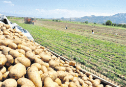 Patatese Fırat Kalkanı