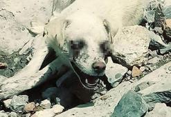 Köpeğin gözlerini oyup, ölüme terk ettiler