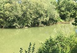 Denize yönlendirilen yunus balığı yeniden ırmağa girdi