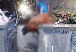 Bodrum ayağa kalktı! Gördükleri karşısında şoke oldular