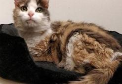 Kayıp kedi 17 yıl sonra sahibine geri döndü