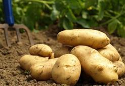 Patates fiyatları düşüşe geçti