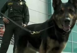 Köpeğin başına 70 bin dolar ödül kondu!