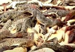 Öfkeli köylüler çiftliği bastı, 292 timsahı katletti