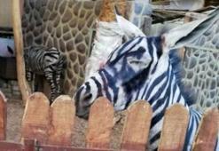 Hayvanat bahçesinde eşeği "Zebra" gibi göstermek için boyadılar