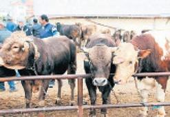 Kurban pazarcısı da marketten şikayetçi