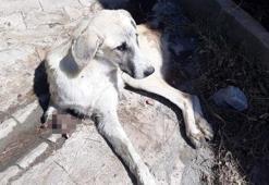 Sokak köpeği, kuyruğu ve ayağı kesilmiş halde bulundu