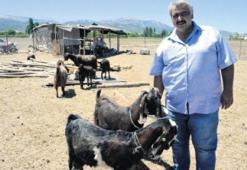 1 futbolcu 1 keçi etmedi